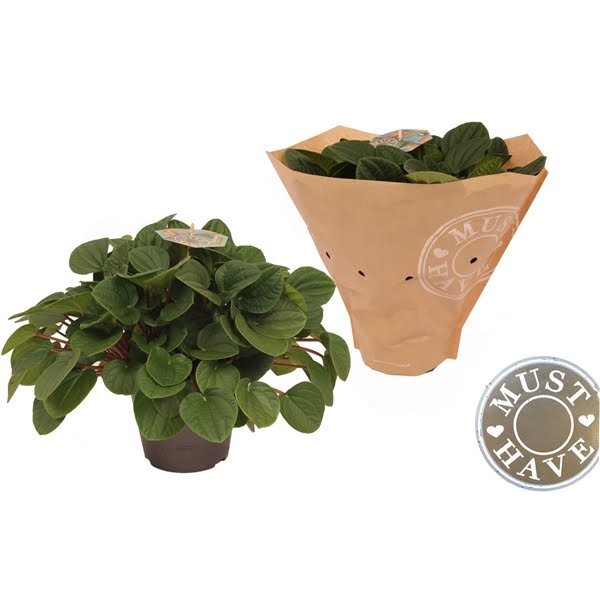 <h4>Peperomia Rana Verde</h4>