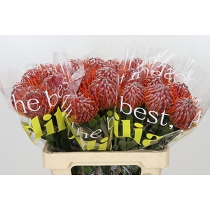 Nutans Scarlet Ribbon