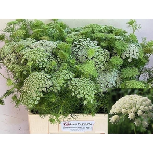 AMMI VIS CASABLANCA
