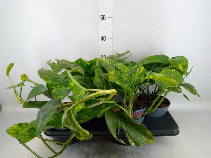 <h4>Epipremnum ...</h4>