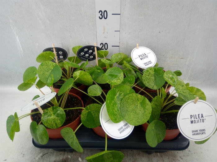 <h4>Pilea peperomoides</h4>