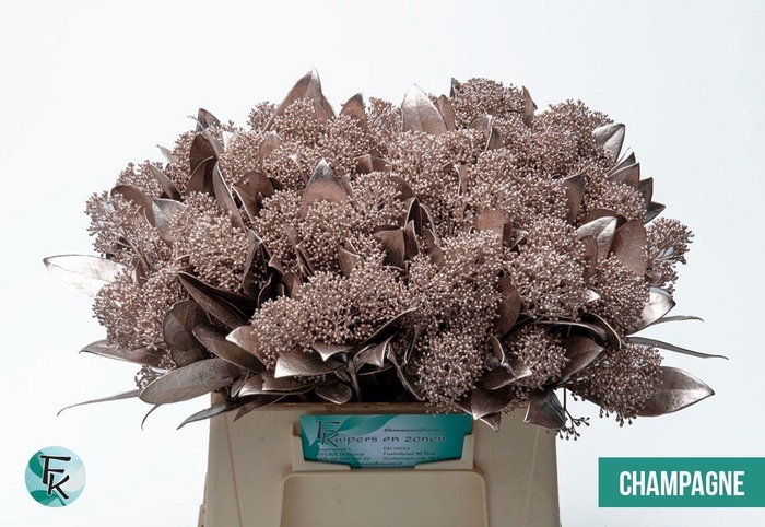 <h4>SKIM OV BS KLB H%</h4>