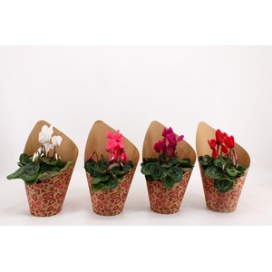 Cyclaam in Potcover Hart