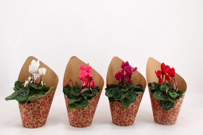 <h4>Cyclaam in Potcover Hart</h4>