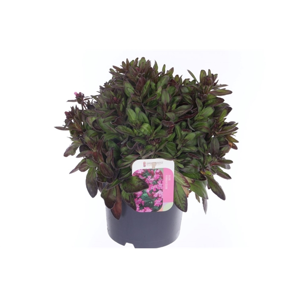 <h4>Silene pendula Celina</h4>