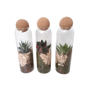 TVKB29 Glasvaasje + kurkbol H29 mini groenmix