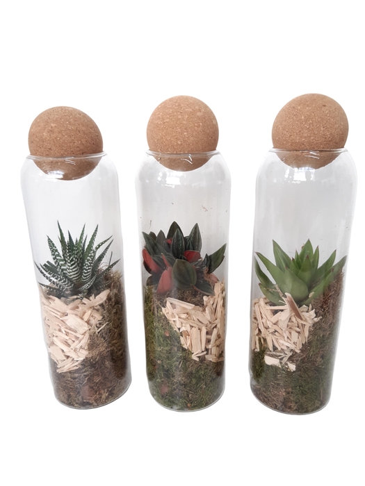 <h4>TVKB29 Glasvaasje + kurkbol H29 mini groenmix</h4>