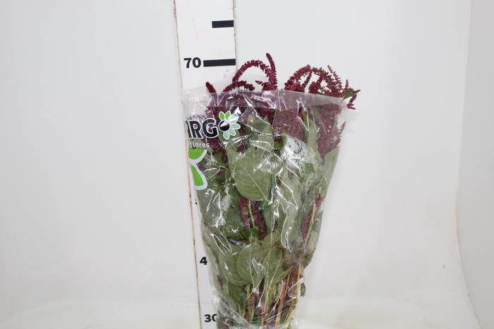 <h4>AMARANTHUS VINHO</h4>