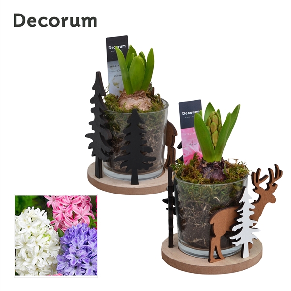 <h4>Arrangementen Hyacinthus 6%</h4>