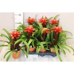 ARR BROMELIA