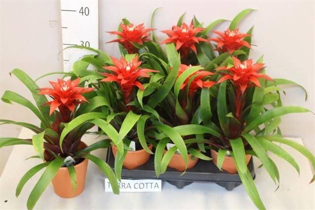 <h4>ARR BROMELIA</h4>