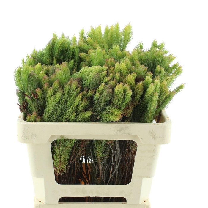 <h4>Erica Plukinetti</h4>