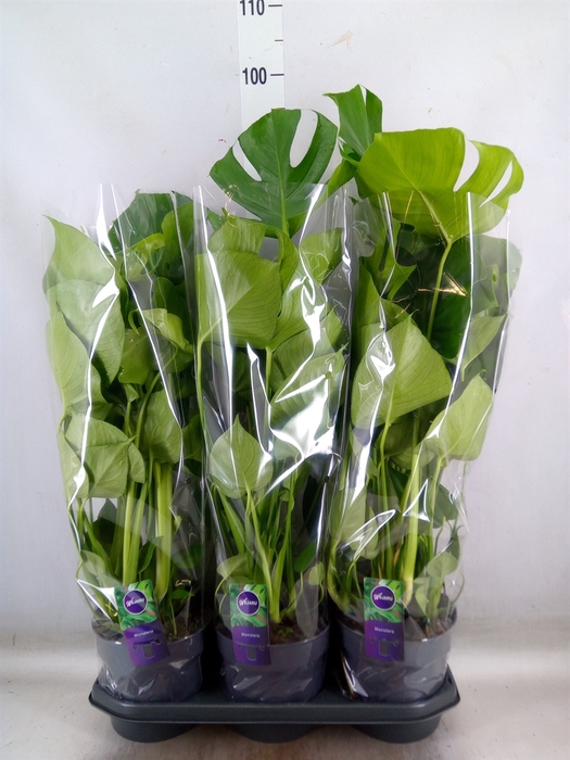 <h4>Monstera delic.</h4>