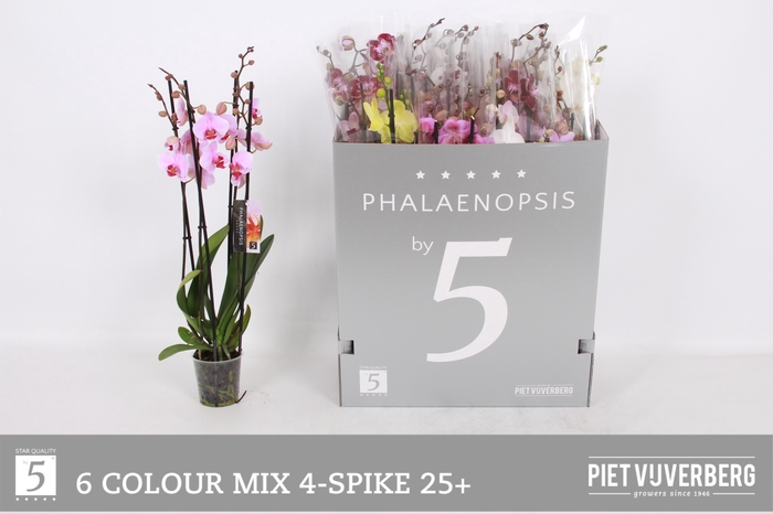 <h4>PHAL GEM 6 KL</h4>