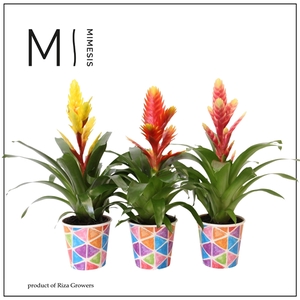 Mimesis Vriesea Cupcake - 12cm in Burano papercup