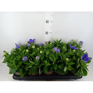 Platycodon grand. 'Astra Blue'