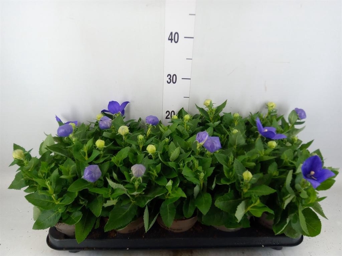 <h4>Platycodon grand. 'Astra Blue'</h4>