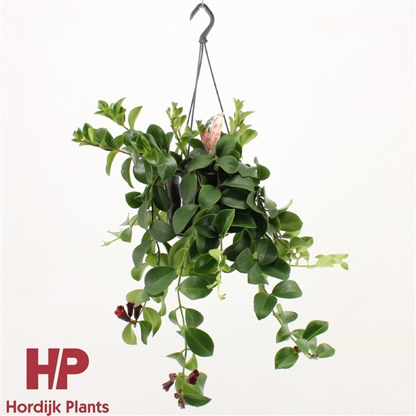 <h4>Aeschynanthus 'Mona Lisa'</h4>