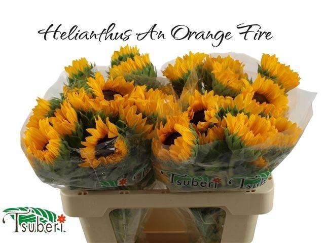 <h4>Heli Orange Fire</h4>