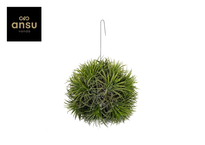 <h4>Tillandsia Magic Ball (XXL JUMBO)</h4>