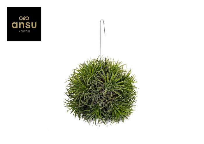 <h4>Tillandsia Magic Ball (XXL JUMBO)</h4>