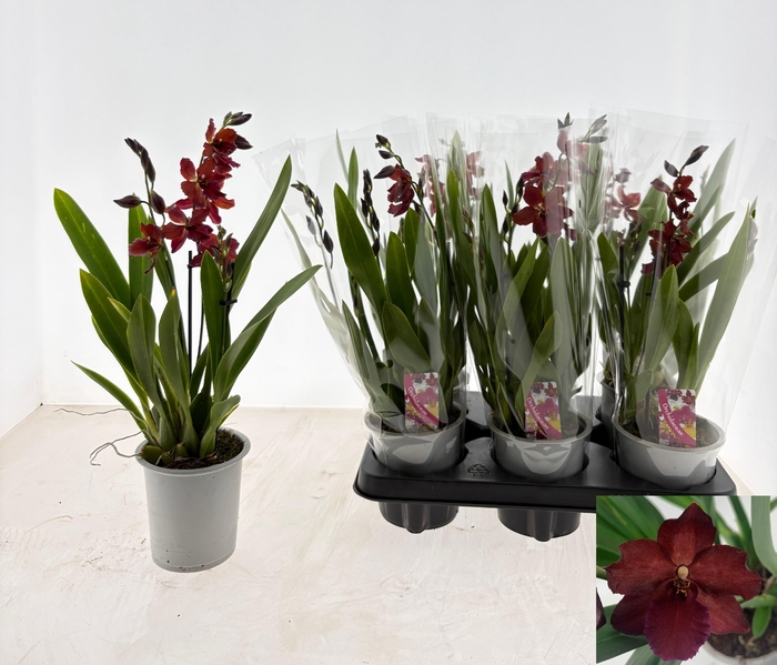 <h4>ORCHIDEEEN OVERIG</h4>