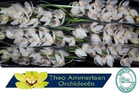 <h4>White Sensation 80 x8</h4>