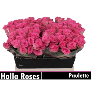 R TR PAULETTE!