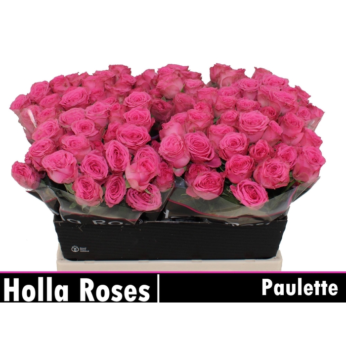 <h4>Paulette!</h4>
