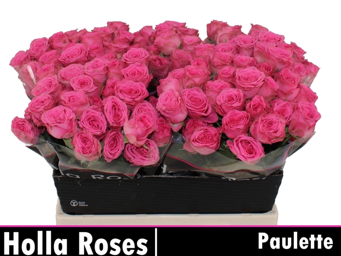 <h4>R TR PAULETTE!</h4>