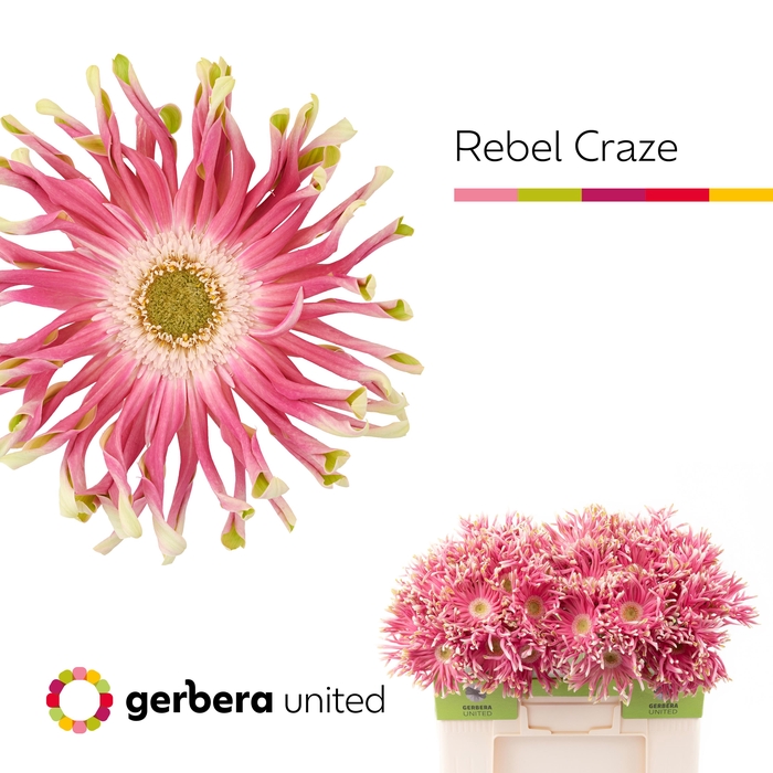<h4>Gerbera Pasta Rebel Craze Water</h4>