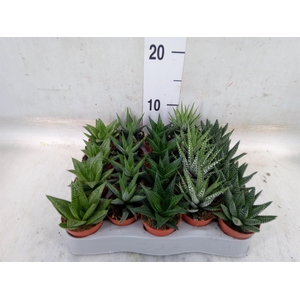 Aloe   ...mix