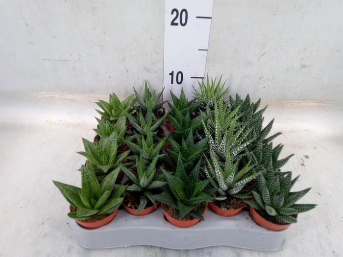 <h4>Aloe   ...mix</h4>