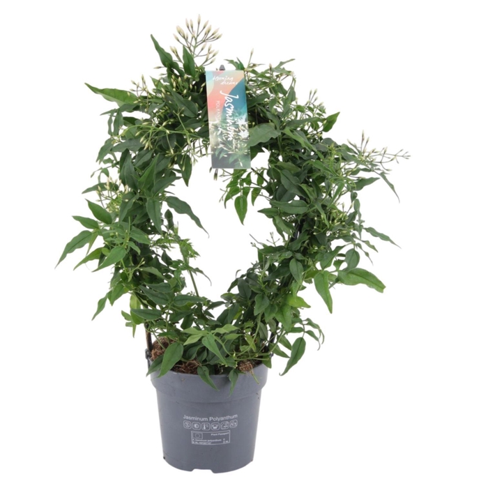 <h4>Jasminum boog 300 knop p12 (Jasmijn)</h4>