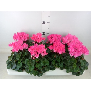 Cyclamen KL 'Compact'