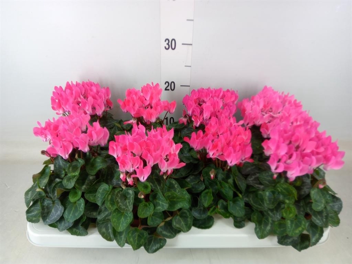 <h4>Cyclamen KL 'Compact'</h4>