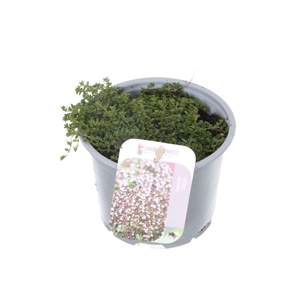 Thymus praecox Albiflorus