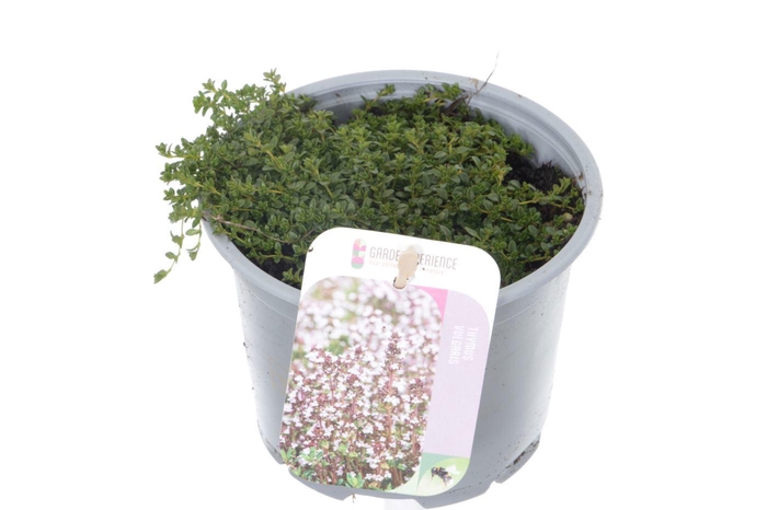 <h4>Thymus praecox Albiflorus</h4>