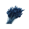 Lagurus Blue Dark