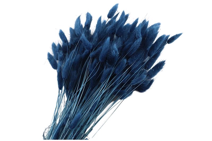 Lagurus Blue Dark