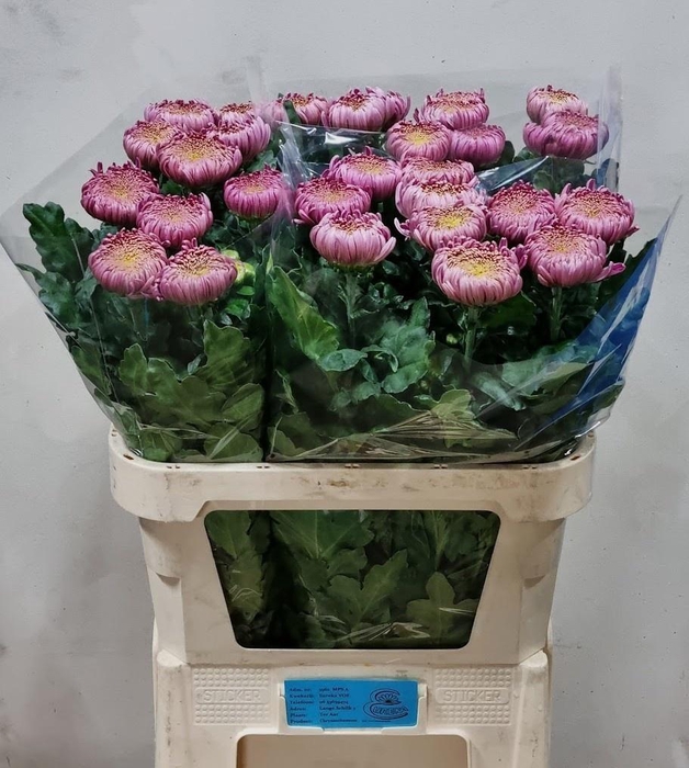 <h4>CHR G CASSANDRA</h4>