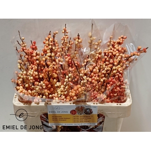 ILEX VE ILEXIA JULIA