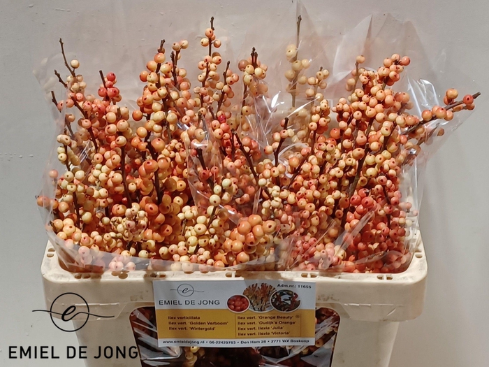 <h4>ILEX VE ILEXIA JULIA</h4>