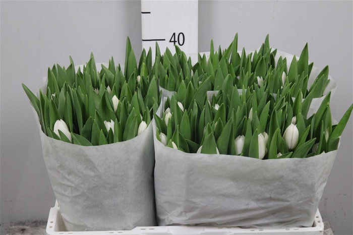 <h4>Tu En Royal Virgin</h4>