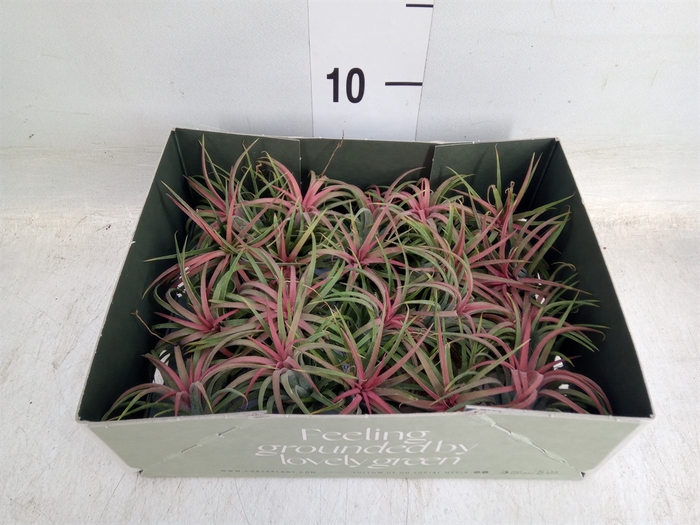 <h4>Tillandsia</h4>