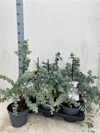 Eucal Cinerea
