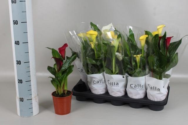 <h4>ZANT GEM 3 KL</h4>