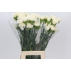 Dianthus St Rodas Creme
