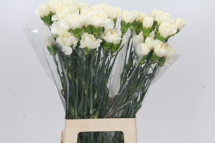 <h4>Dianthus St Rodas Creme</h4>