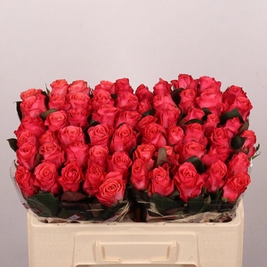 Rosa large pink tacazzi+
